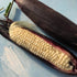 Fresh Martian Jewels sweet corn from Hudson Valley Seed Co., vibrant yellow ears with green husks and silk.