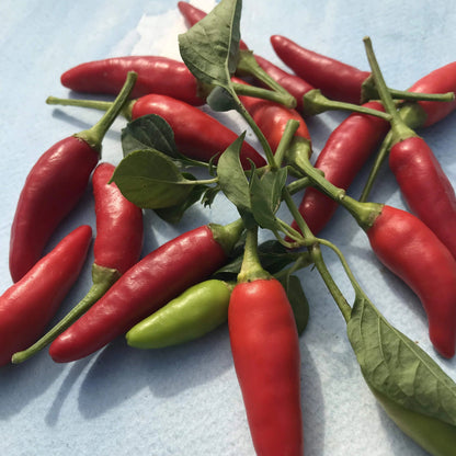 Fresh Matchbox peppers, vibrant vegetables from Hudson Valley Seed Co., displayed on a vendor&