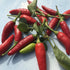 Fresh Matchbox peppers, vibrant vegetables from Hudson Valley Seed Co., displayed on a vendor&