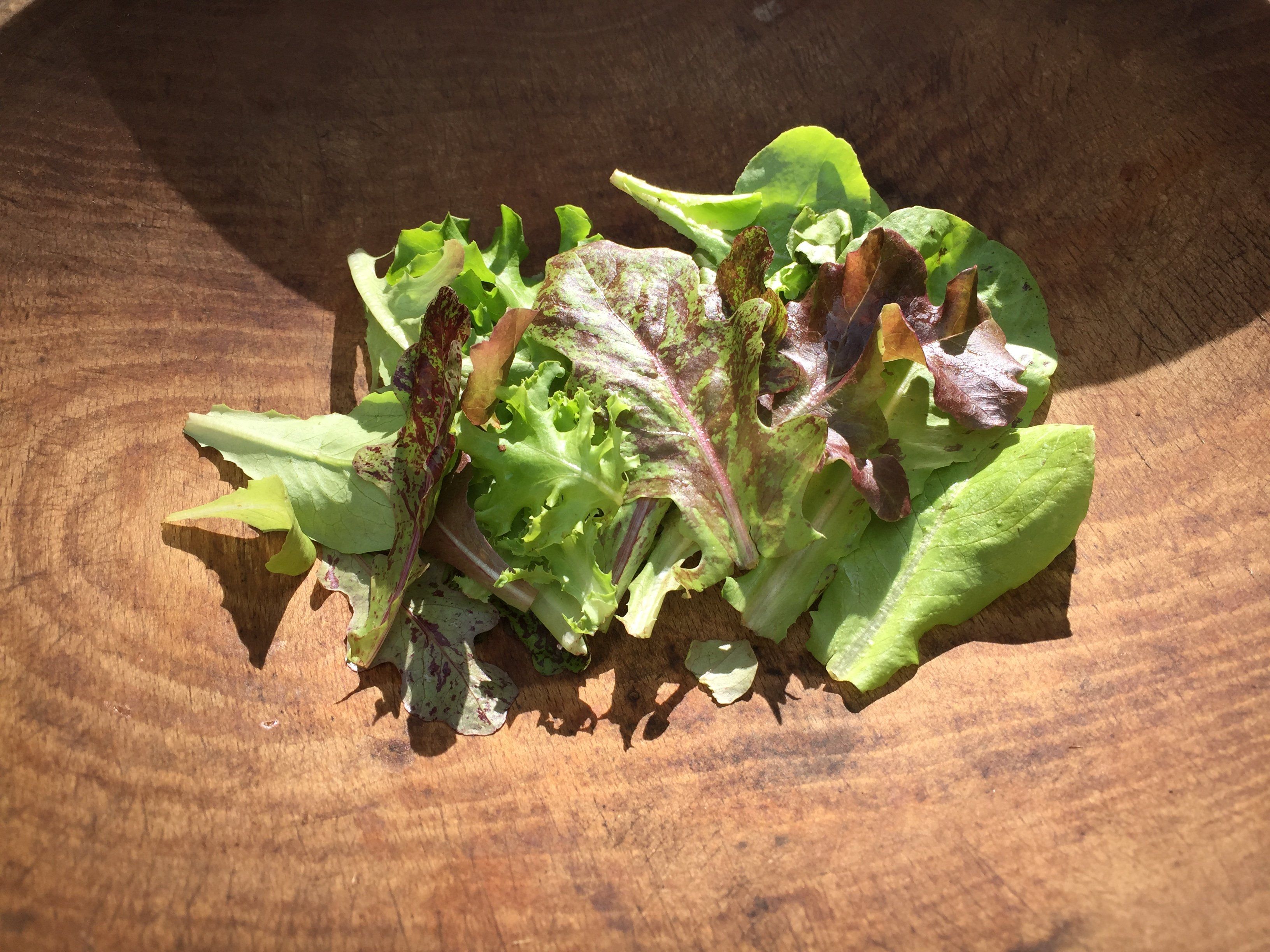 Mixed lettuce variety from Hudson Valley Seed Co., vibrant green and purple leafy vegetables for fresh salads.