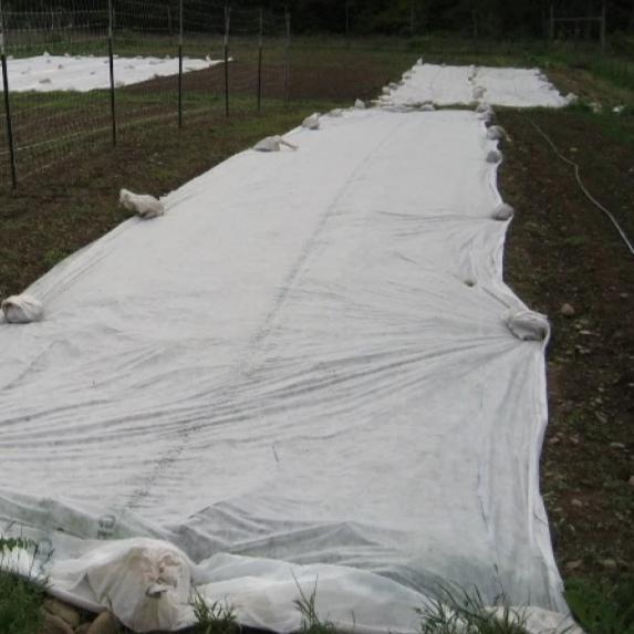 Mid-weight Dewitt row cover cut to 7-foot width, outdoor gardening tool and supplies for protecting plants.