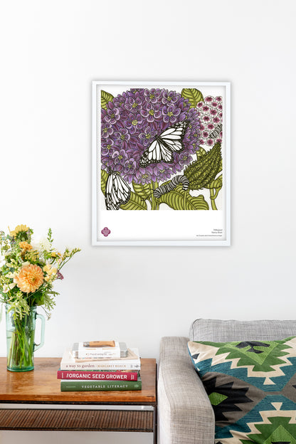 Milkweed fine art poster by Hudson Valley Seed Co. featuring detailed botanical illustration, suitable for living room decor.