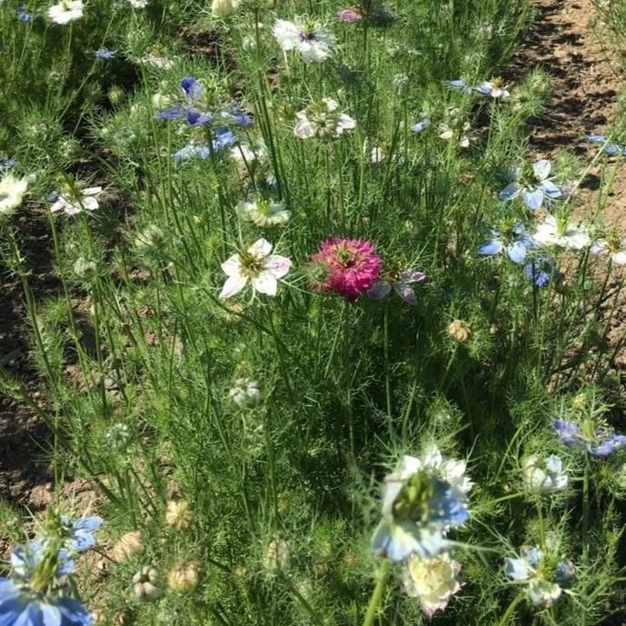 Colorful Miss Jekyll Nigella Mix flowers by Hudson Valley Seed Co., showcasing vibrant blooms and lush foliage.