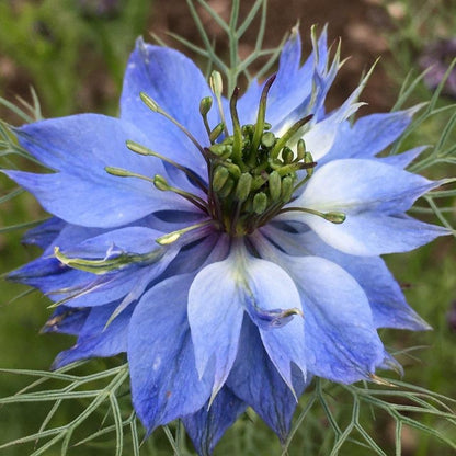 Colorful Miss Jekyll Nigella flower mix by Hudson Valley Seed Co., featuring vibrant, intricate blossoms on a lush garden bed.