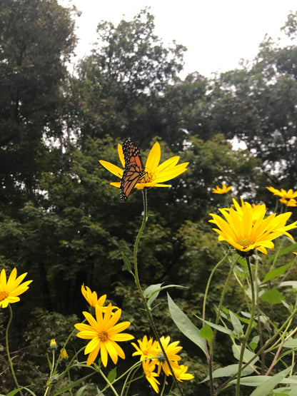 Red Fuseau sunchoke vegetable with monarch butterfly on flower, from Hudson Valley Seed Co., showing vibrant sunchoke plant and butterfly.