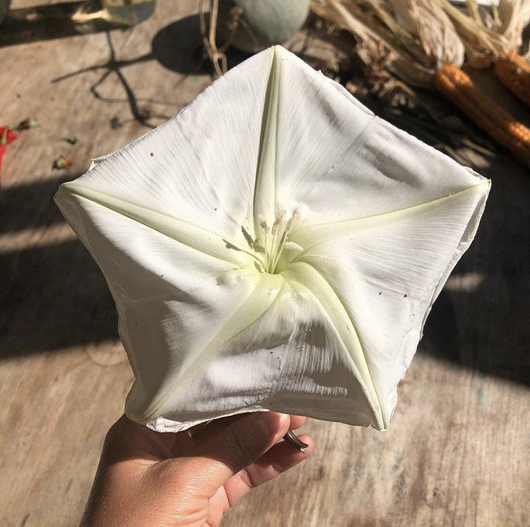 Close-up of a Moonflower from Hudson Valley Seed Co., showcasing its large, white, fragrant blooms in a natural garden setting.