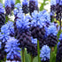 Pink Muscari latifolium flowers with dense clusters of small bell-shaped blooms, showcasing vibrant color and lush green foliage.