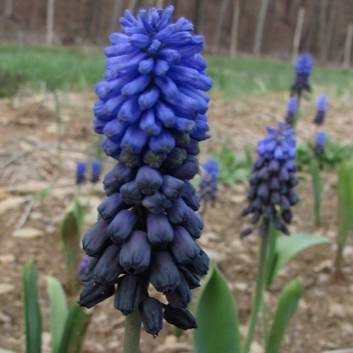 Close-up of Muscari latifolium flowers with dense clusters of small, bell-shaped purple blooms, from Hudson Valley Seed Co.
