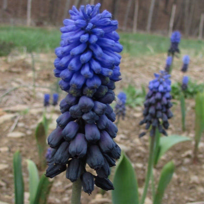 Close-up of Muscari latifolium flowers with dense clusters of small, bell-shaped purple blooms, from Hudson Valley Seed Co.