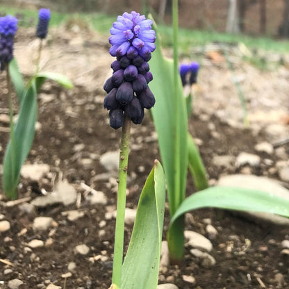 Bright clusters of Muscari latifolium flowers with blue and purple blooms, showcasing natural beauty from Hudson Valley Seed Co.