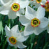 Close-up of Narcissus &