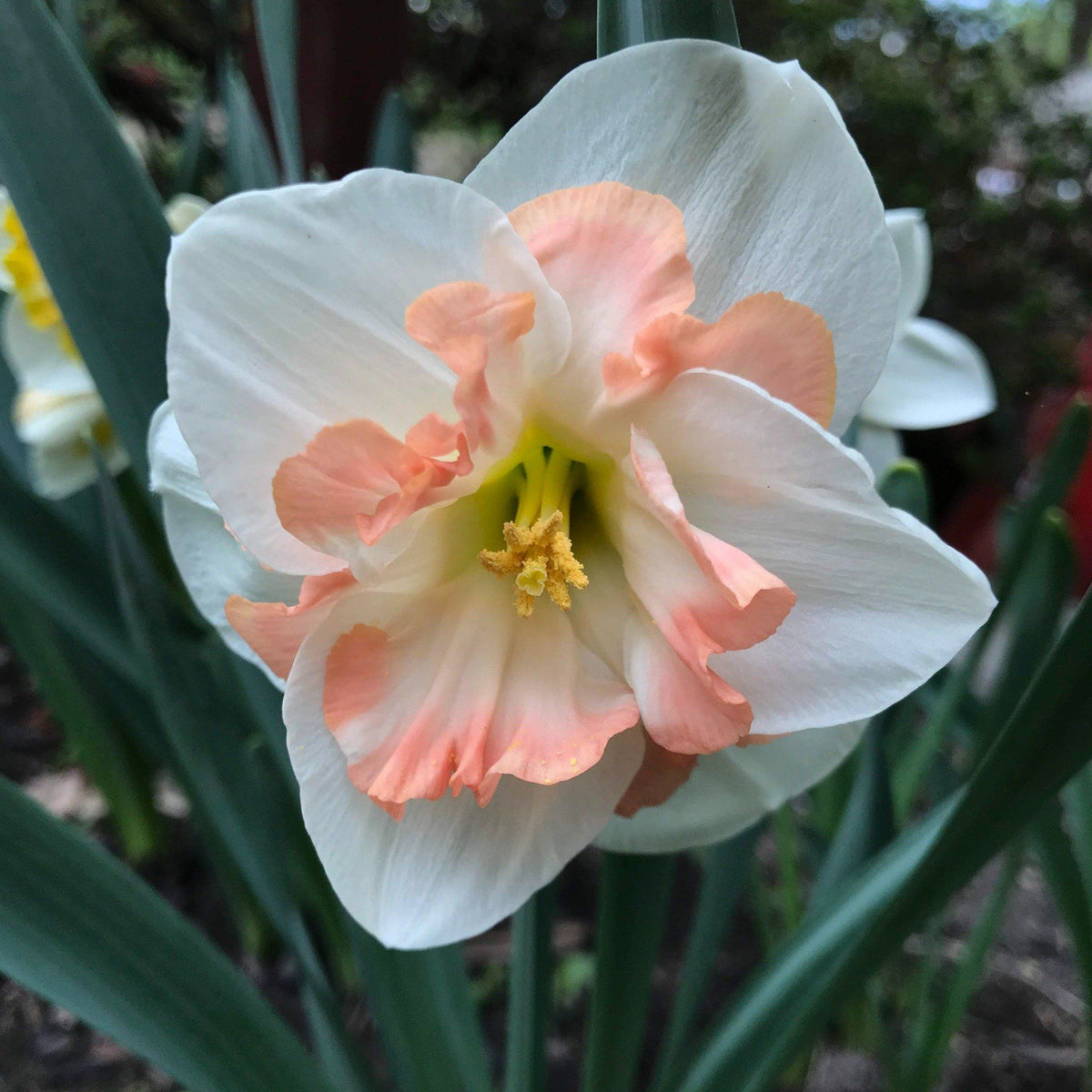Pink Narcissus &