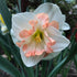 Pink Narcissus &