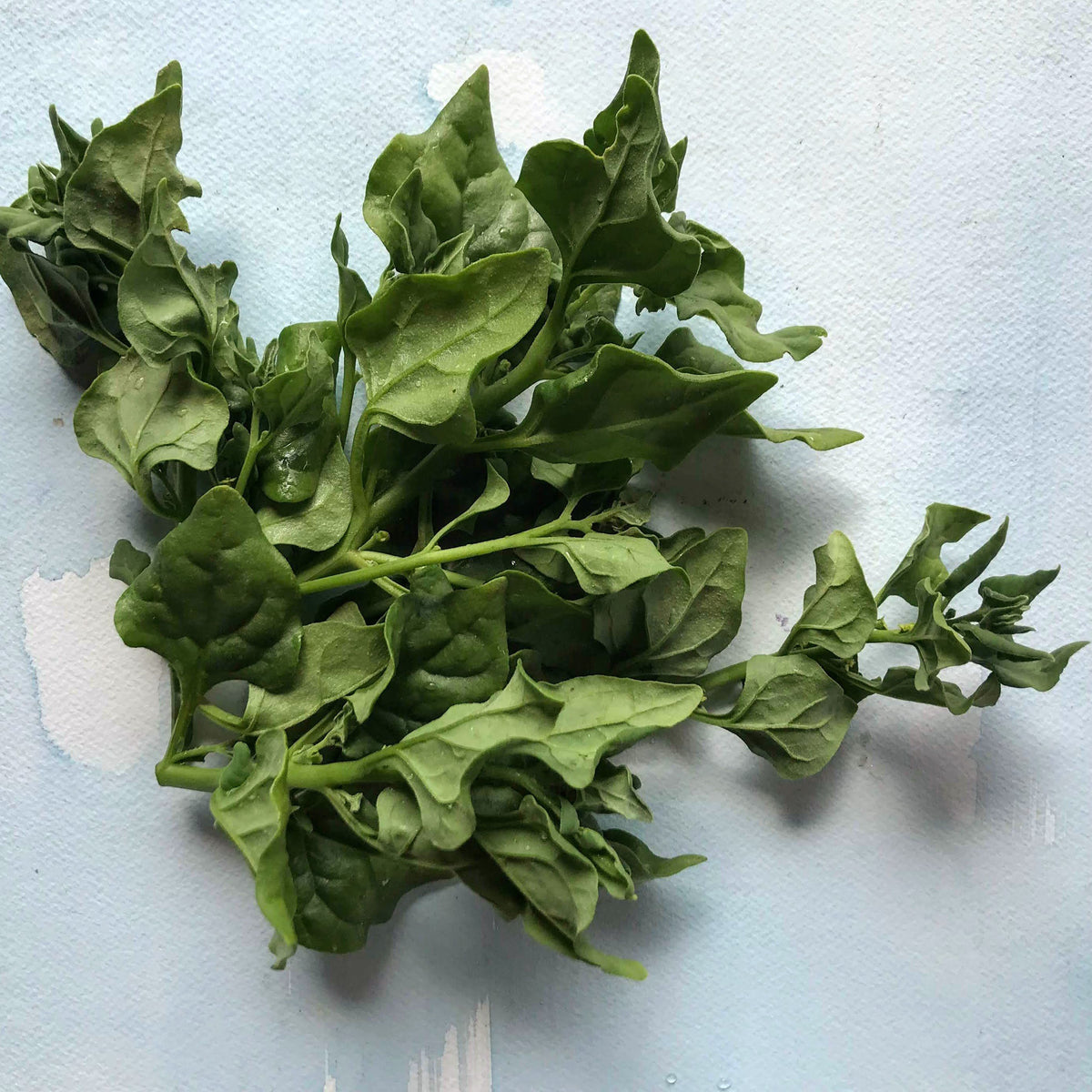 Fresh New Zealand spinach vegetables from Hudson Valley Seed Co., showcasing vibrant green leaves on a rustic background.
