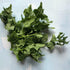 Fresh New Zealand spinach vegetables from Hudson Valley Seed Co., showcasing vibrant green leaves on a rustic background.