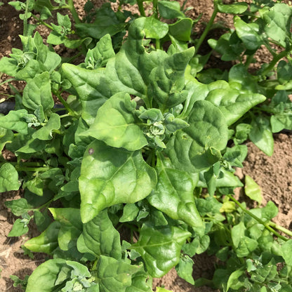 Fresh New Zealand Spinach vegetable from Hudson Valley Seed Co., vibrant green leaves on a rustic farm background.