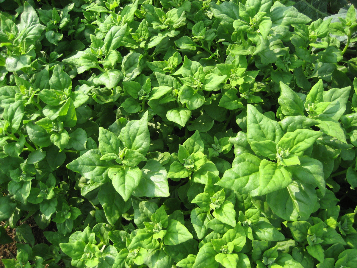 Fresh New Zealand Spinach vegetables by Hudson Valley Seed Co., green leafy greens with broad, vibrant leaves on a rustic surface.