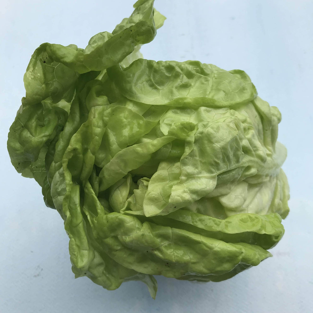 Fresh North Pole Lettuce from Hudson Valley Seed Co., vibrant green leafy vegetables on a rustic farm stand.