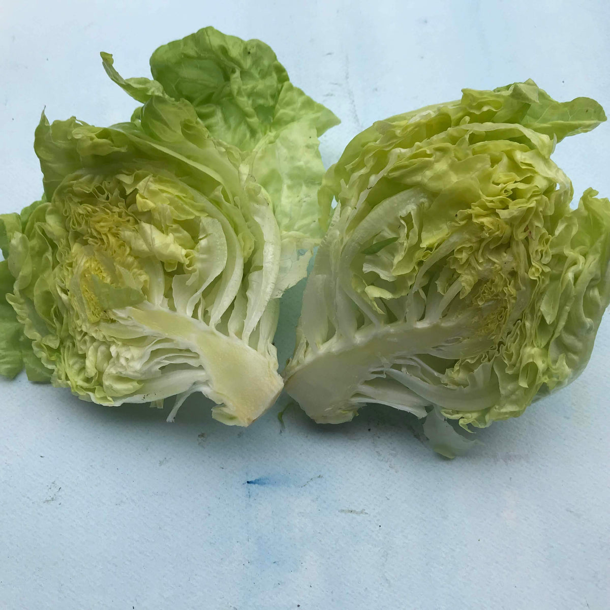Fresh North Pole Lettuce from Hudson Valley Seed Co., vibrant green leafy vegetable isolated on white background.