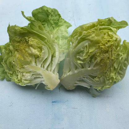 Fresh North Pole Lettuce from Hudson Valley Seed Co., vibrant green leafy vegetable isolated on white background.