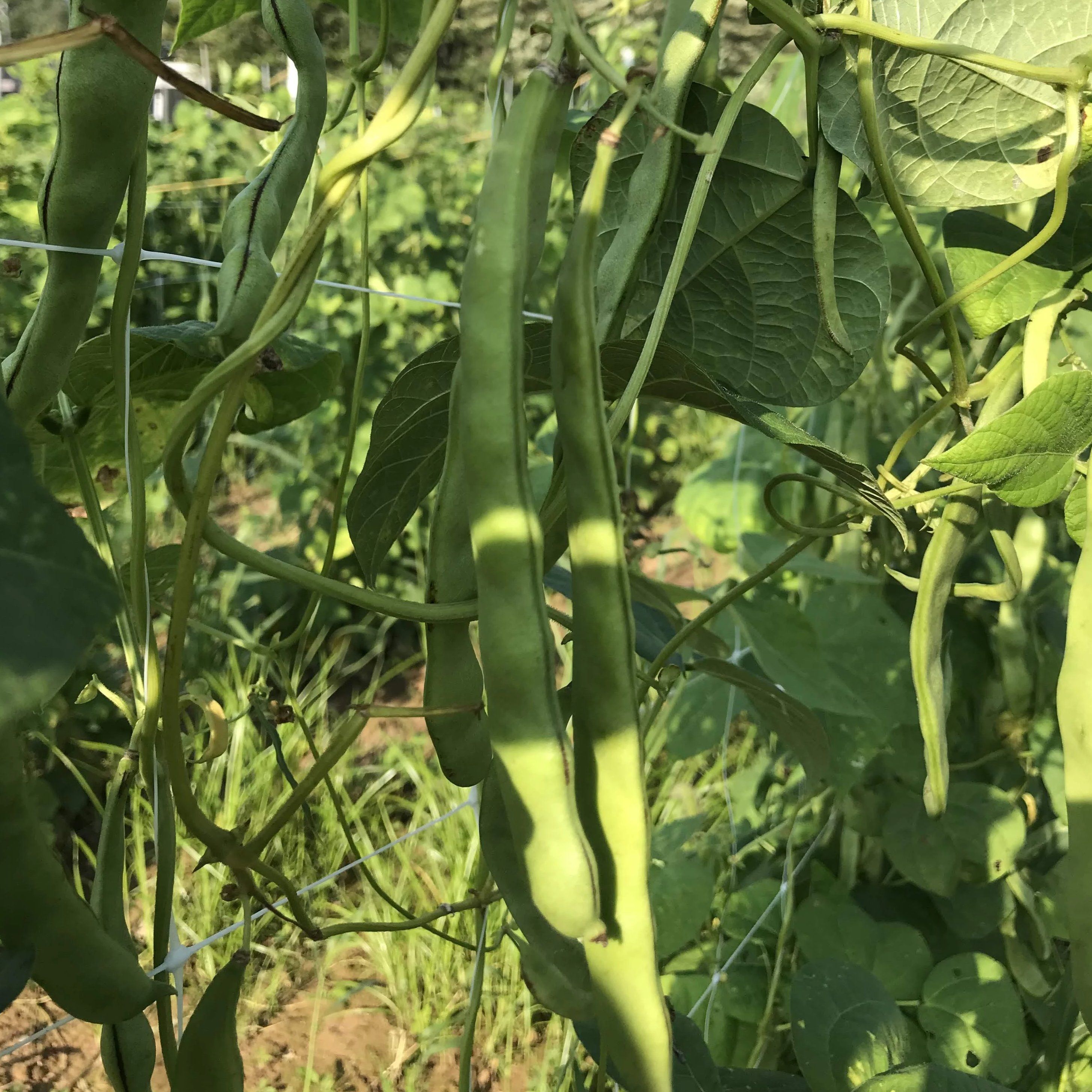 Fresh Northeaster Pole Bean from Hudson Valley Seed Co., showcasing vibrant green beans on a vine.