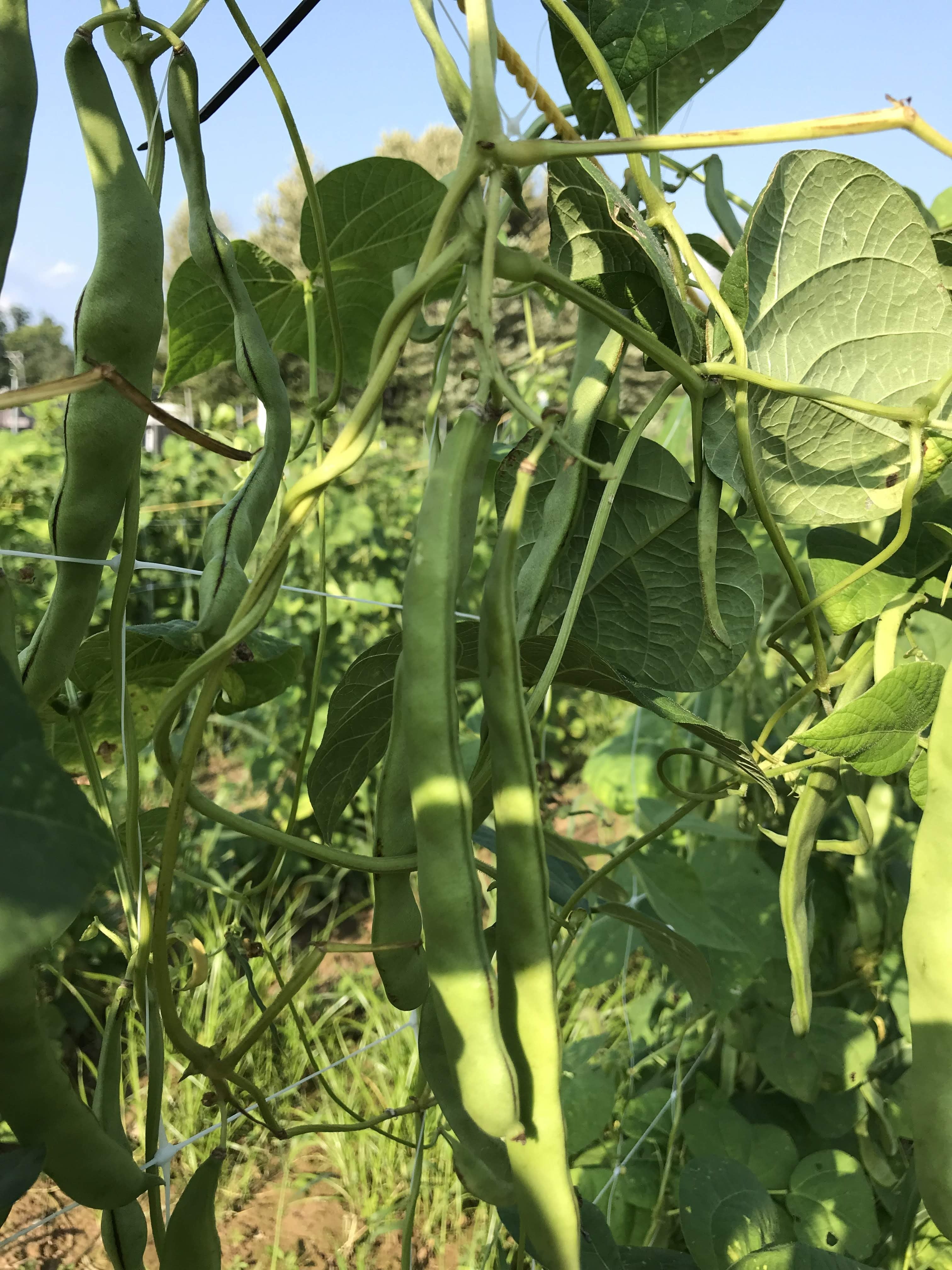 Northeaster Pole Beans from Hudson Valley Seed Co. displayed in a garden setting, showcasing vibrant green beans on the vine.