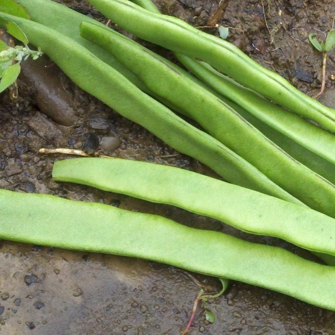 Fresh Northeaster Pole Beans from Hudson Valley Seed Co., showcasing vibrant green, elongated vegetables on the vine.