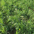 Oats cover crop seed from Hudson Valley Seed Co., showing small oat seeds in a natural setting.