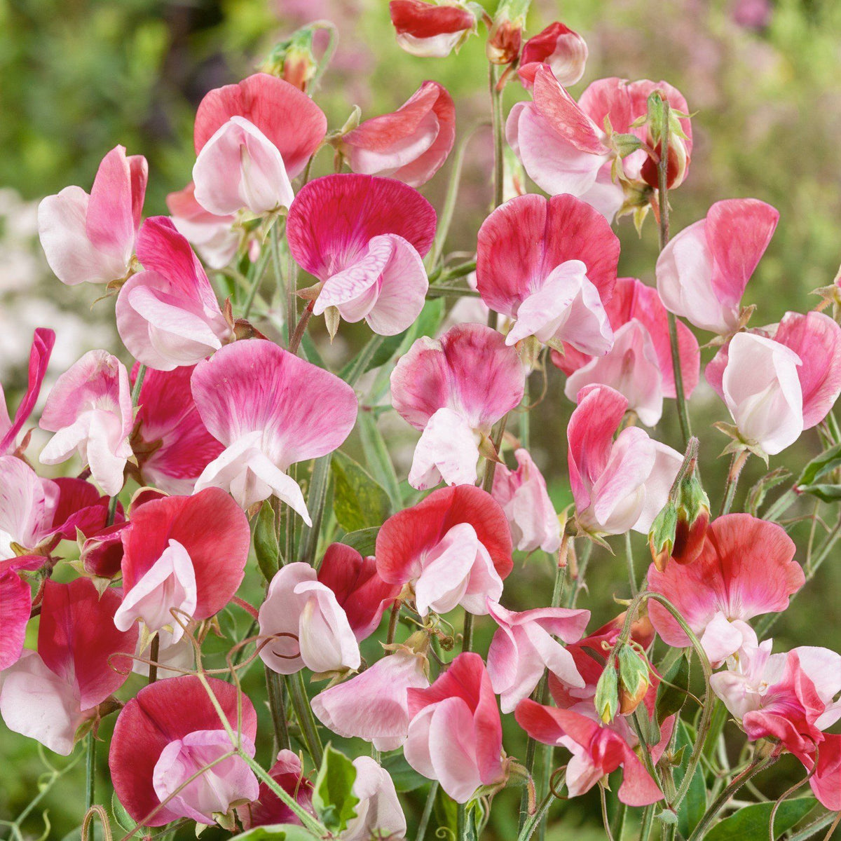 Bright Painted Lady Sweet Pea flowers with soft pink and purple blooms, showcased by Hudson Valley Seed Co.
