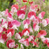 Bright Painted Lady Sweet Pea flowers with soft pink and purple blooms, showcased by Hudson Valley Seed Co.
