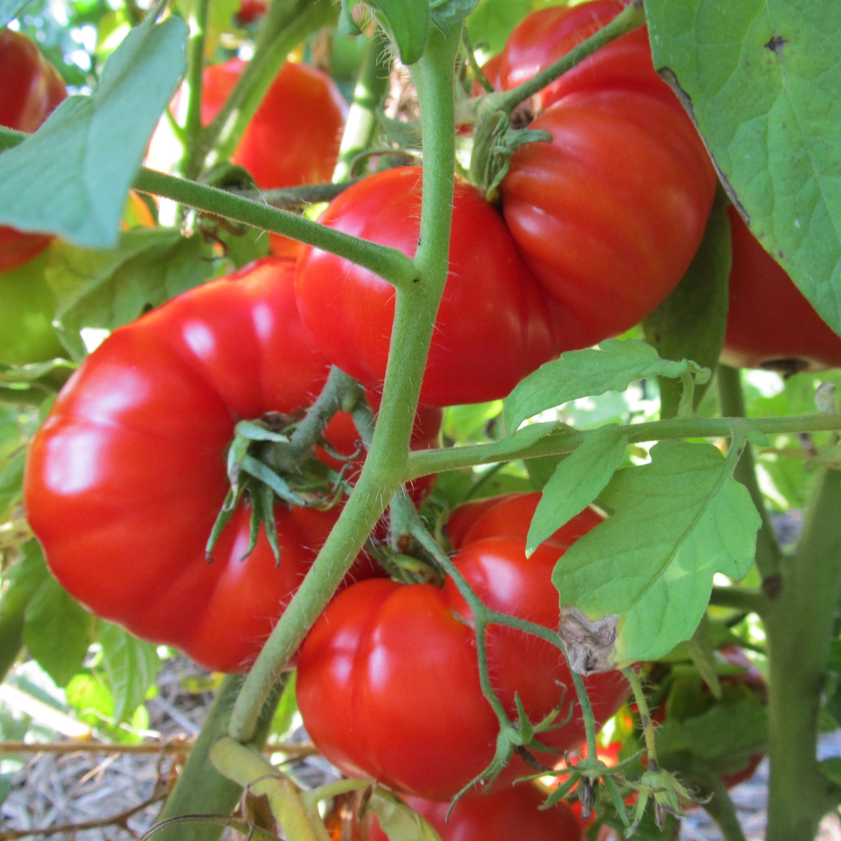 Pantano Romanesco tomato from Hudson Valley Seed Co, vibrant heirloom vegetable with green and red ripened sections.