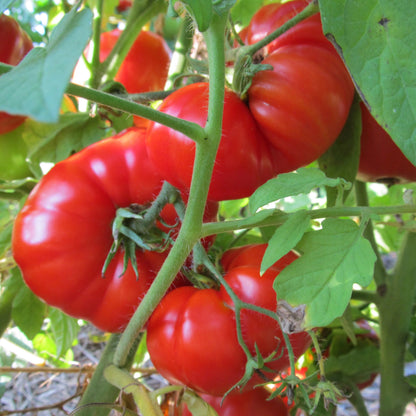 Pantano Romanesco tomato from Hudson Valley Seed Co, vibrant heirloom vegetable with green and red ripened sections.