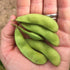 Fresh Panther Edamame soybeans from Hudson Valley Seed Co., vibrant green vegetables in a close-up shot.