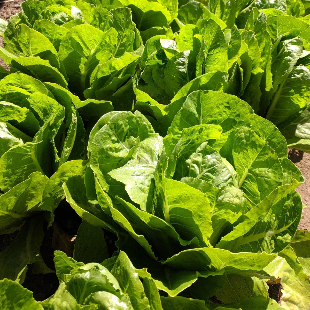 Parris Island Cos lettuce seedlings by Hudson Valley Seed Co. ready for planting, with vibrant green leaves and healthy stems.