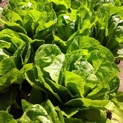 Parris Island Cos lettuce seedlings by Hudson Valley Seed Co. ready for planting, with vibrant green leaves and healthy stems.
