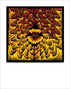 Signed Phoenix Nasturtium fine art print by Hudson Valley Seed Co. featuring vibrant, detailed floral artwork on high-quality paper.