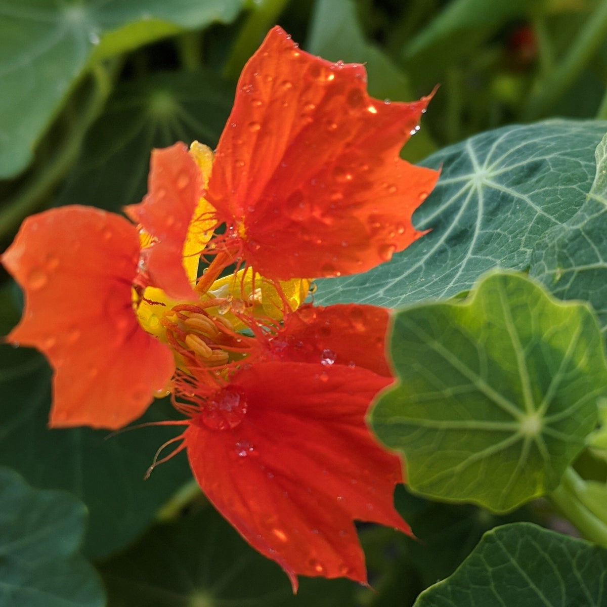 Bright orange Phoenix Nasturtium flowers from Hudson Valley Seed Co. with vibrant, edible blossoms and lush green leaves.