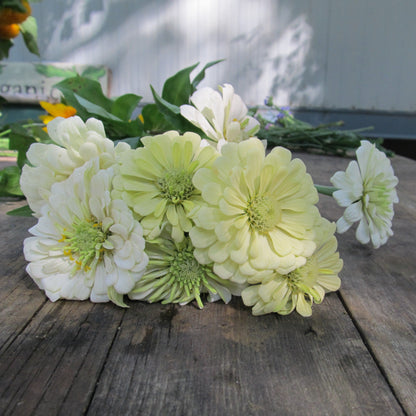 Polar Bear Zinnia flower from Hudson Valley Seed Co., showcasing white and pink petals with green foliage.