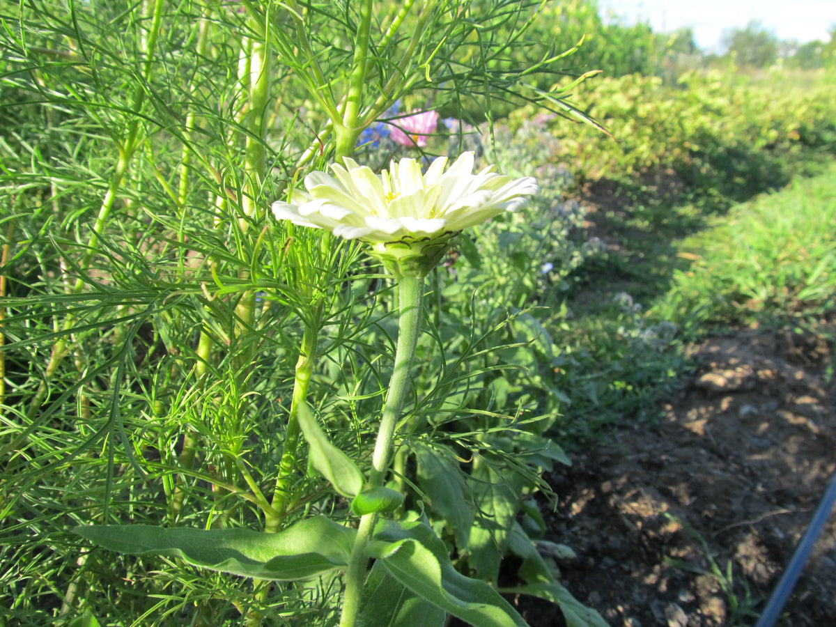 Bright Polar Bear Zinnia flower from Hudson Valley Seed Co., showcasing vibrant white and pink petals with green foliage.