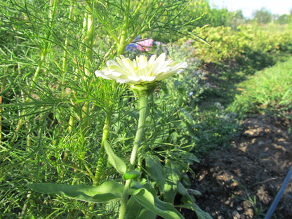 Bright Polar Bear Zinnia flower from Hudson Valley Seed Co., showcasing vibrant white and pink petals with green foliage.