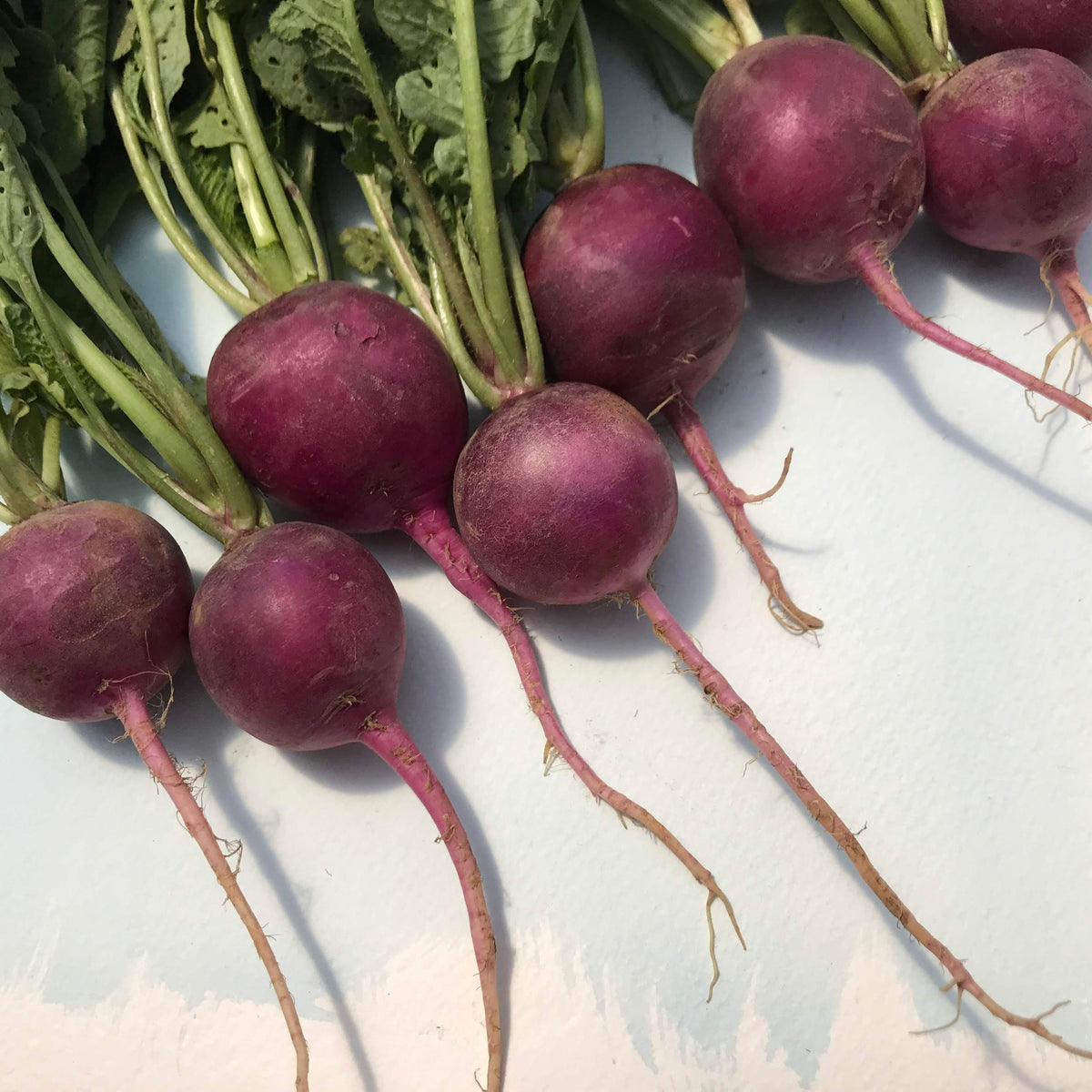 Purple plum radish vegetable from Hudson Valley Seed Co., showing round, vibrant purple and white root with leafy greens.