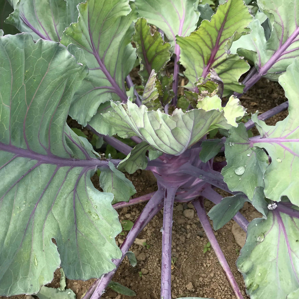 Fresh purple Vienna kohlrabi vegetable from Hudson Valley Seed Co., showcasing its vibrant color and round shape.