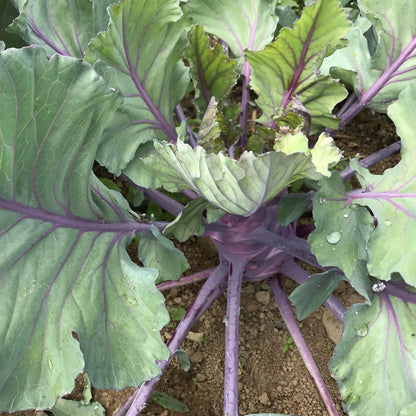 Fresh purple Vienna kohlrabi vegetable from Hudson Valley Seed Co., showcasing its vibrant color and round shape.