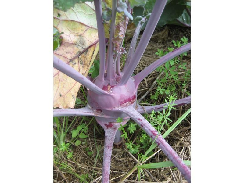 Purple Vienna Kohlrabi vegetable from Hudson Valley Seed Co., showing round purple bulb with green stems and leaves.