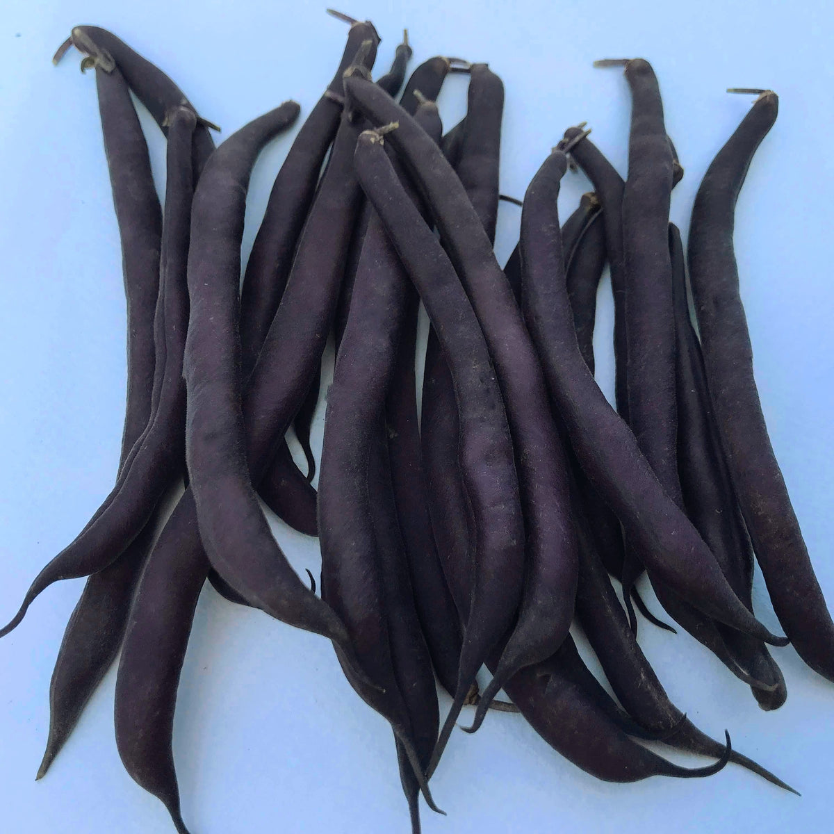 Royalty Purple Pod Bush Bean from Hudson Valley Seed Co., vibrant purple vegetable with green pods and lush foliage.