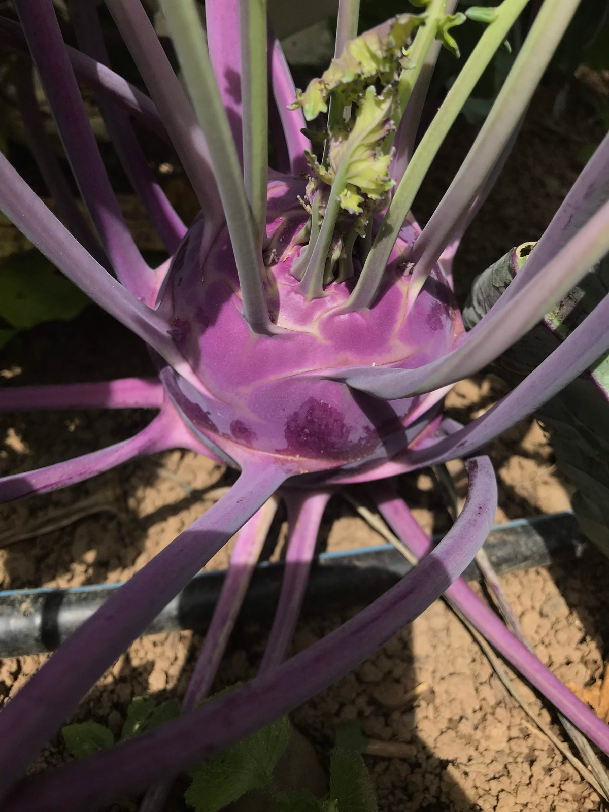 Fresh purple Vienna kohlrabi vegetable from Hudson Valley Seed Co., showcasing its vibrant color and round shape.