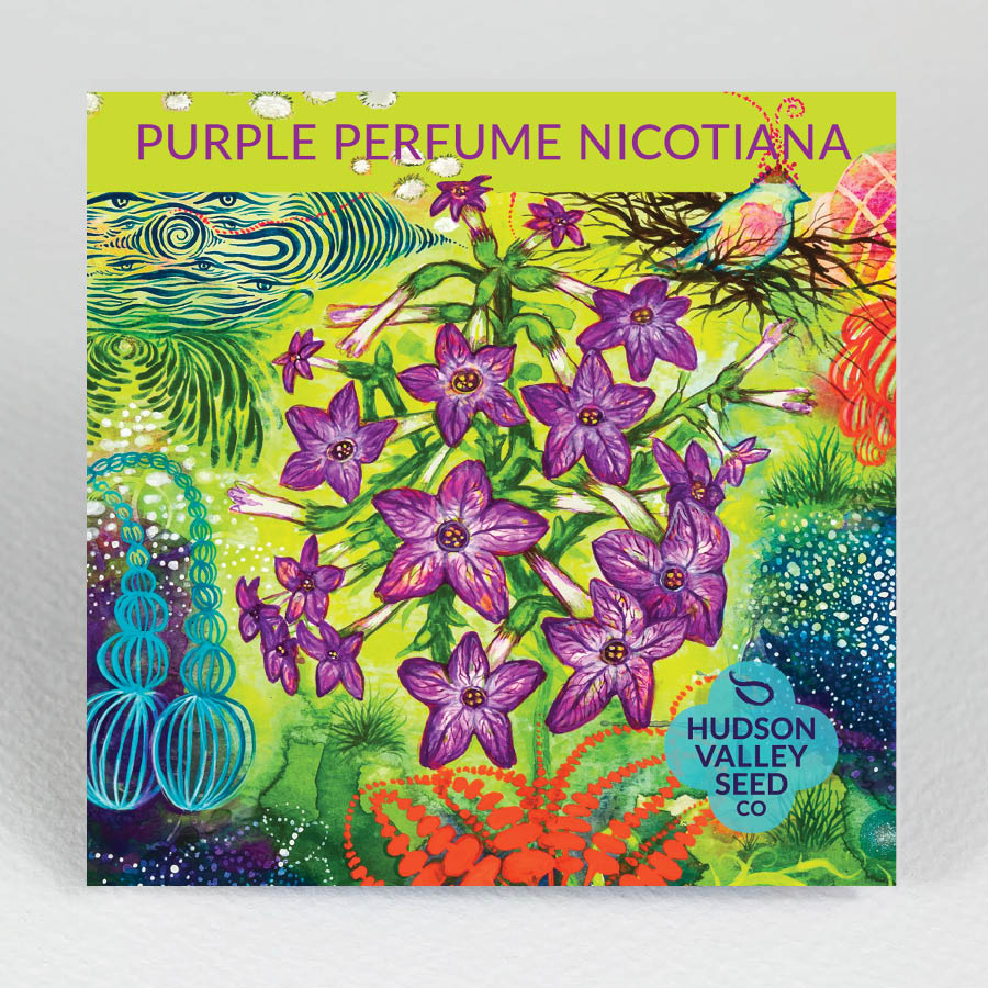 Purple Perfume Nicotiana flower seedlings from Hudson Valley Seed Co., showcasing vibrant purple blooms and lush green foliage.