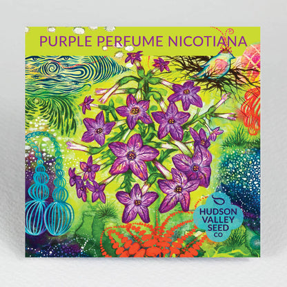 Purple Perfume Nicotiana flower seedlings from Hudson Valley Seed Co., showcasing vibrant purple blooms and lush green foliage.