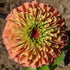 Bright Queen Lime Orange Zinnia flower from Hudson Valley Seed Co., showcasing vibrant orange and lime green petals.