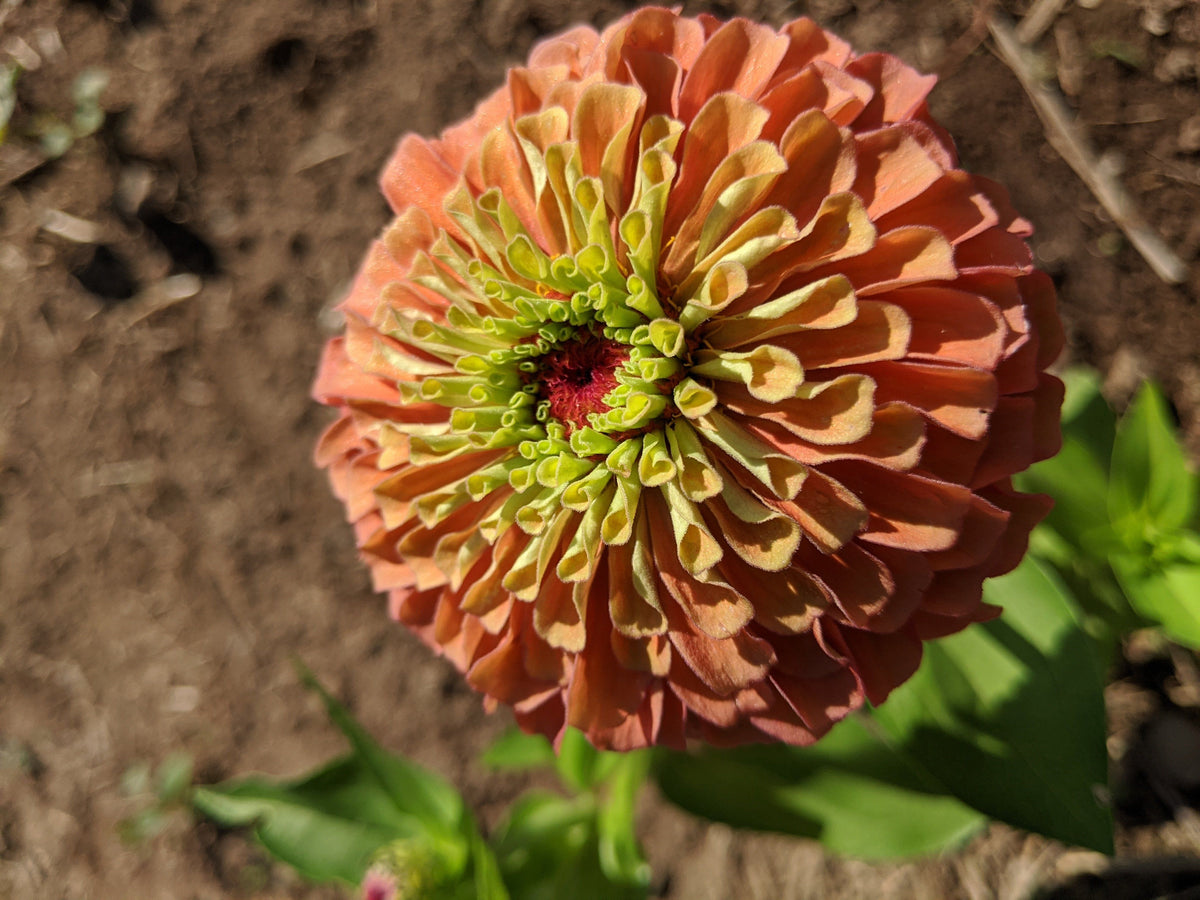 Bright Queen Lime Orange Zinnia flower with vibrant orange and lime-green petals, cultivated by Hudson Valley Seed Co.